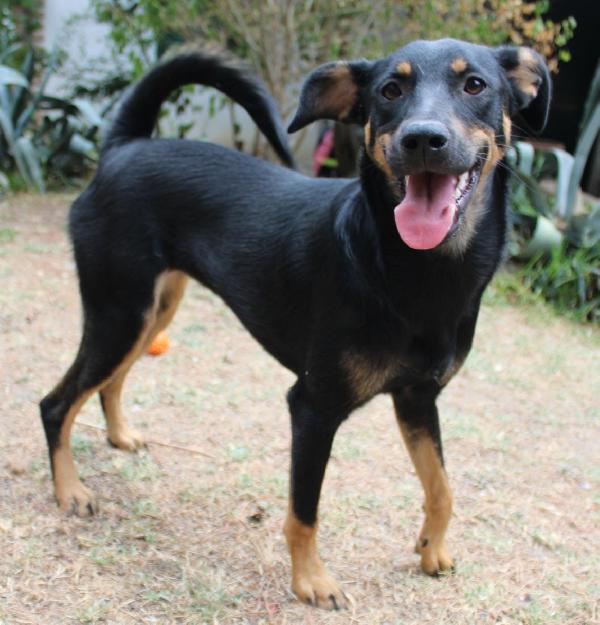 Mandy, Bellissima Cucciolotta Di 10 Mesi